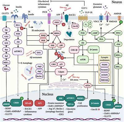 The neuroprotective effects of glucagon-like peptide 1 in Alzheimer’s and Parkinson’s disease: An in-depth review